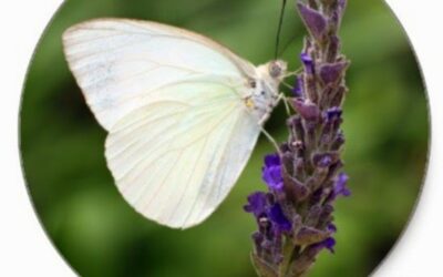 LEYENDA JAPONESA, LA MARIPOSA BLANCA